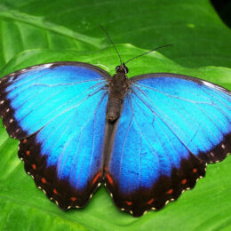 A blue butterfly on a leaf.